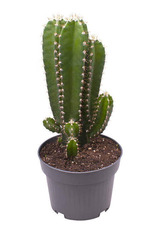 Cereus Peruvianus Florida - Lundagerplants
